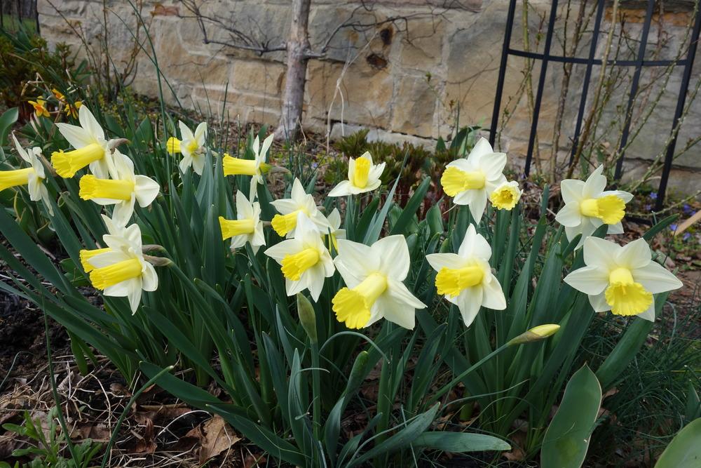 Photo of Cyclamineus Daffodil (Narcissus 'Ara') uploaded by mantisOH