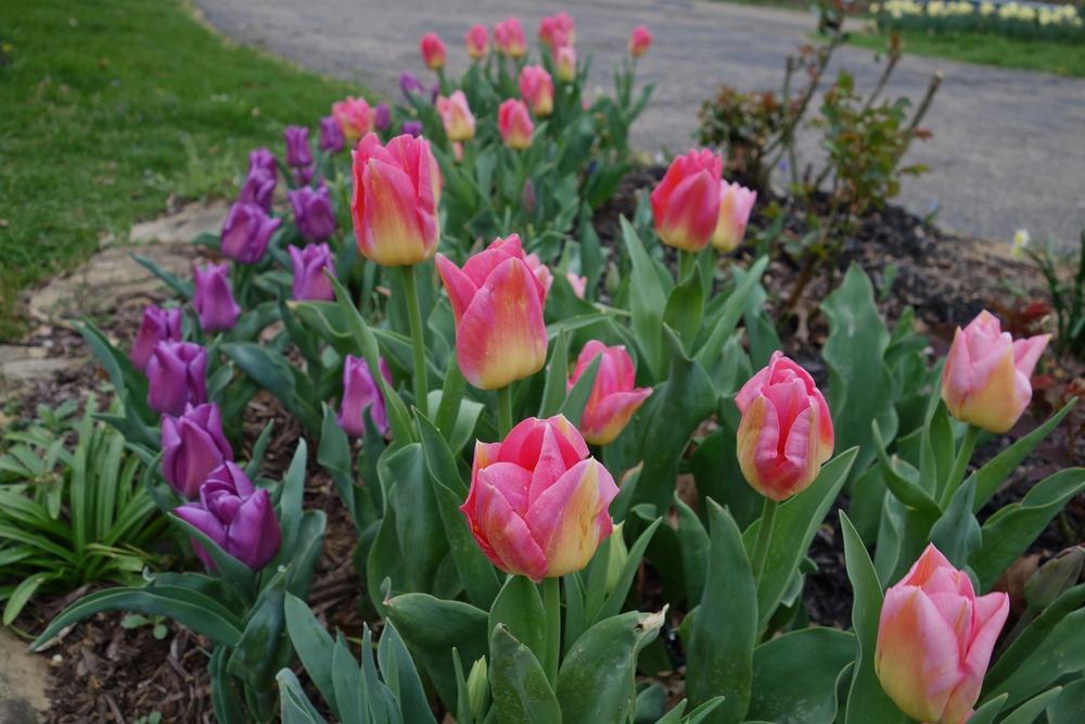 Photo of Tulip (Tulipa 'Tom Pouce') uploaded by mantisOH