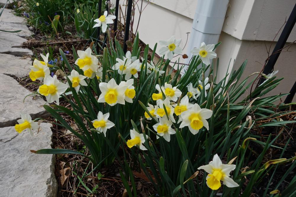 Photo of Jonquilla Daffodil (Narcissus 'Golden Echo') uploaded by mantisOH