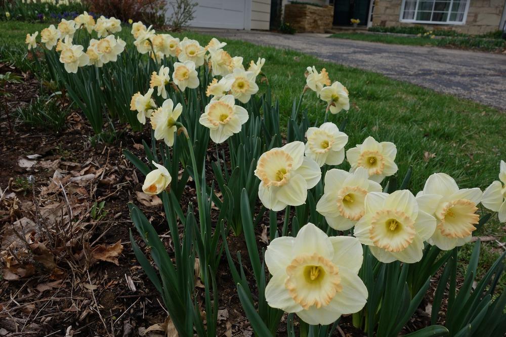 Photo of Large Cupped Daffodil (Narcissus 'Martha Stewart') uploaded by mantisOH