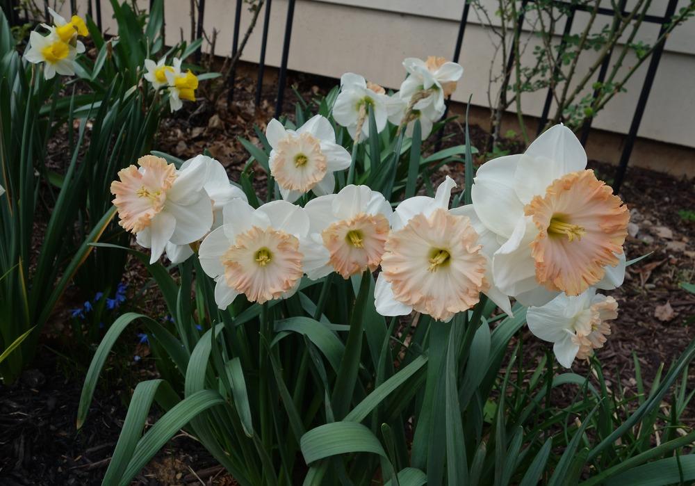 Photo of Large Cupped Daffodil (Narcissus 'Sentinel') uploaded by mantisOH