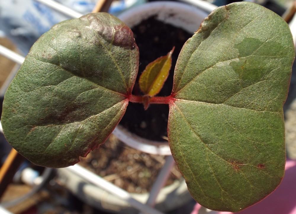 Photo of Cotton (Gossypium 'Red Foliated') uploaded by poisondartfrog