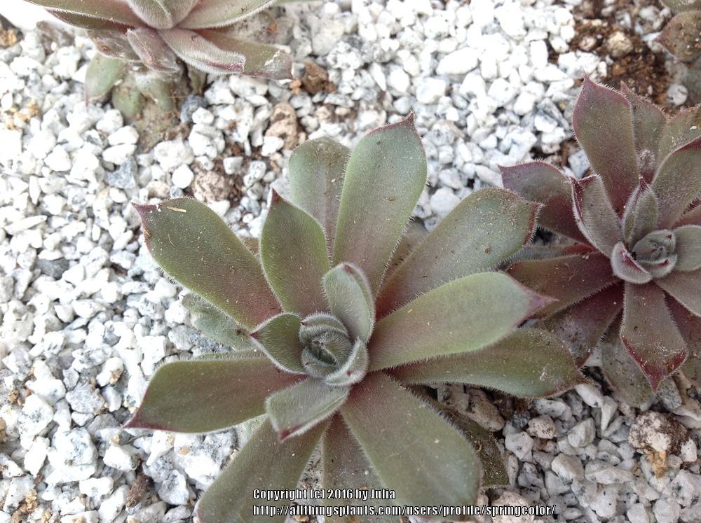 Photo of Hen and Chicks (Sempervivum 'Purdy's 90-1') uploaded by springcolor