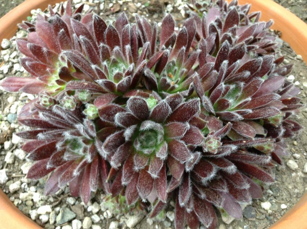 Photo of Sempervivum uploaded by tcstoehr