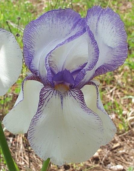 Photo of Tall Bearded Iris (Iris 'Theodolinda') uploaded by Calif_Sue