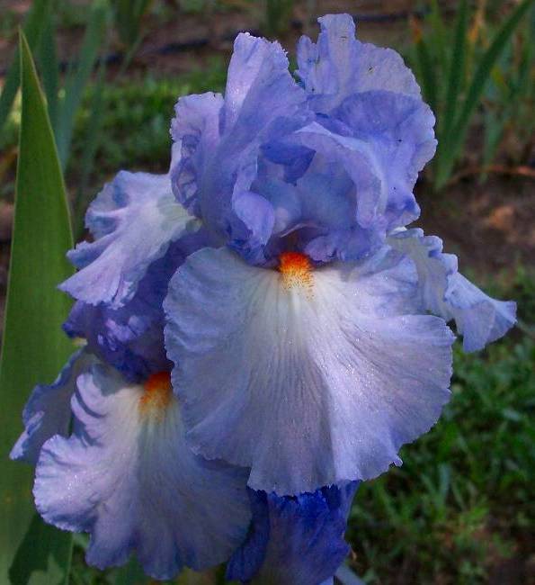 Photo of Tall Bearded Iris (Iris 'Vivien') uploaded by Calif_Sue