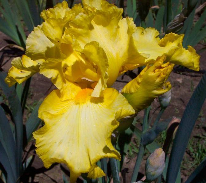 Photo of Tall Bearded Iris (Iris 'Temple Gold') uploaded by Calif_Sue