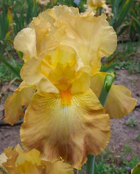 Photo of Tall Bearded Iris (Iris 'Thanksgiving') uploaded by Calif_Sue
