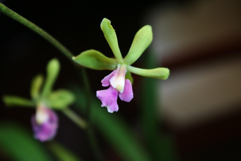 Photo of Orchid (Encyclia alata) uploaded by Daylilybaby