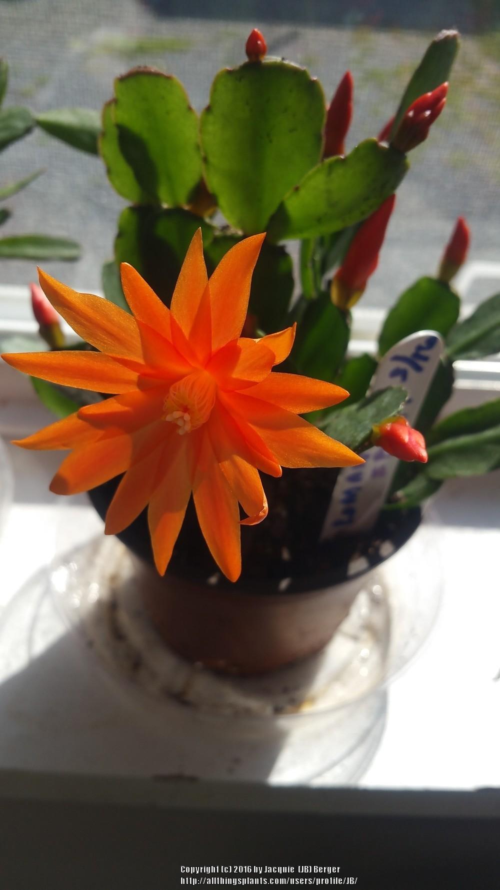 Photo of Easter Cactus (Hatiora 'Comanche Spirit') uploaded by JB