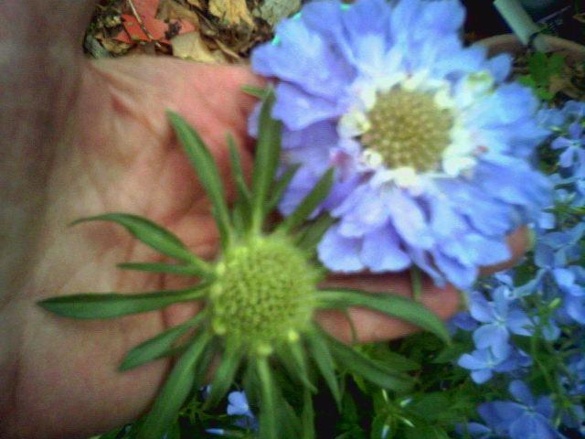 Photo of Pincushion Flower (Lomelosia caucasica 'Fama') uploaded by MariposaMaid