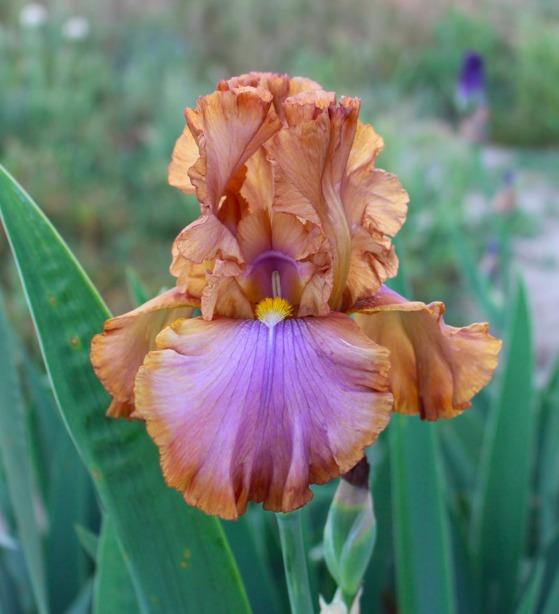 Photo of Tall Bearded Iris (Iris 'Cruise to Autumn') uploaded by Moiris