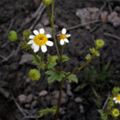 Emory's Rock Daisy (Perityle emoryi) in bloom along a trail in Or