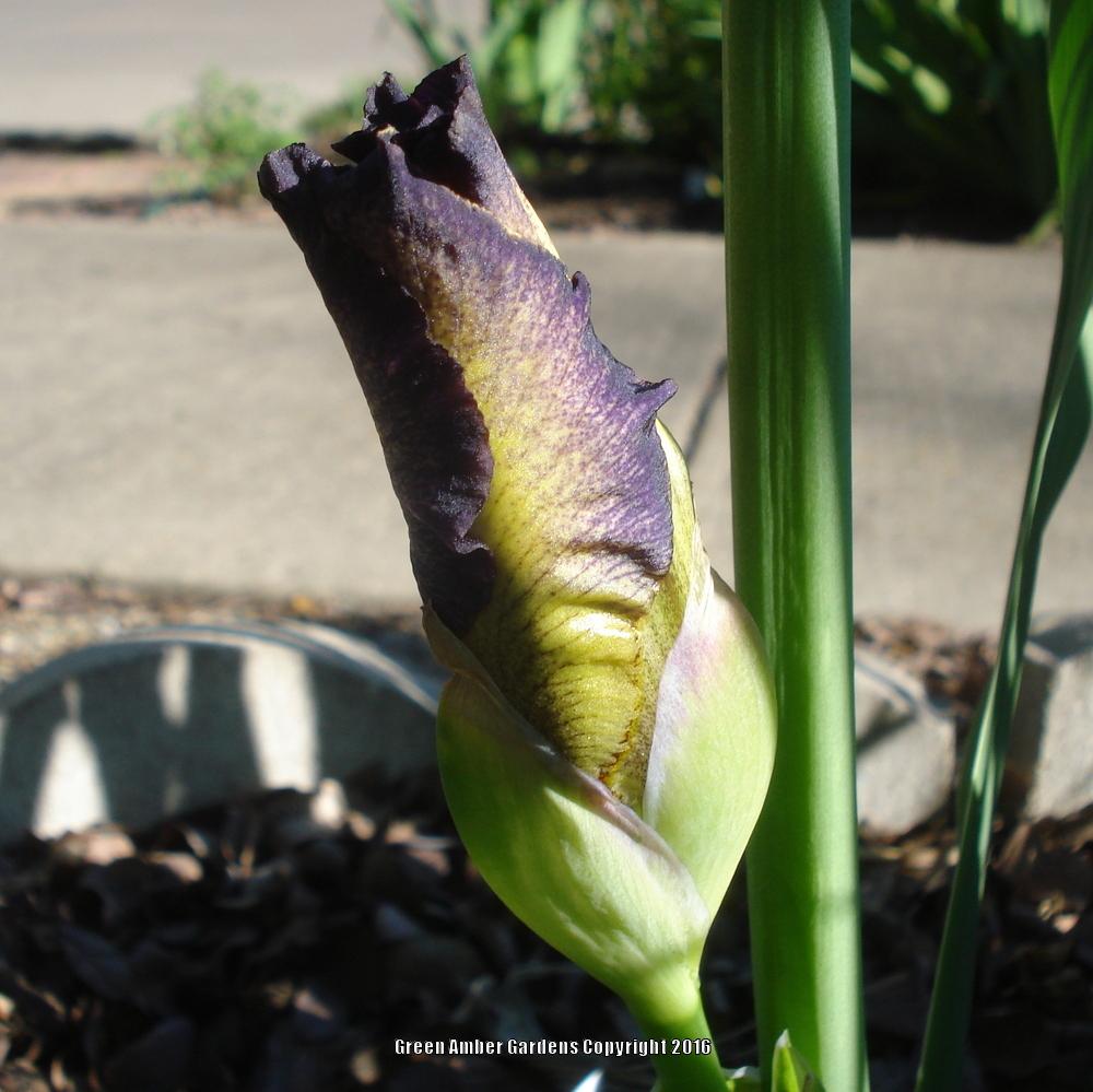Photo of Border Bearded Iris (Iris 'Bullwinkle') uploaded by lovemyhouse