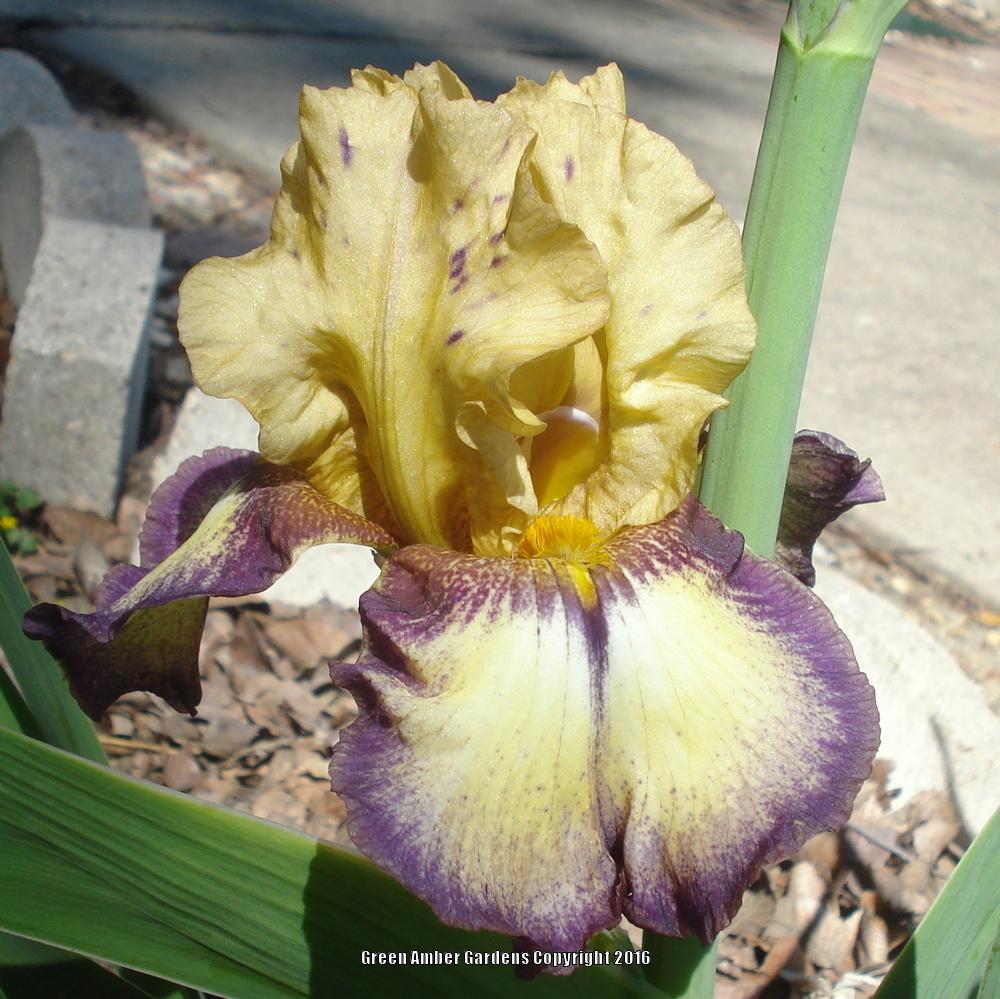 Photo of Border Bearded Iris (Iris 'Bullwinkle') uploaded by lovemyhouse