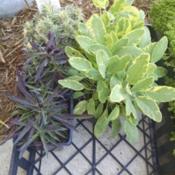 2 potted Golden Sage sitting in a tray with dianthus and sedum li