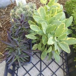
Date: 2016-04-02
2 potted Golden Sage sitting in a tray with dianthus and sedum li