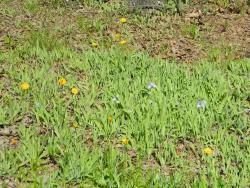 Thumb of 2016-04-05/wildflowers/139d49
