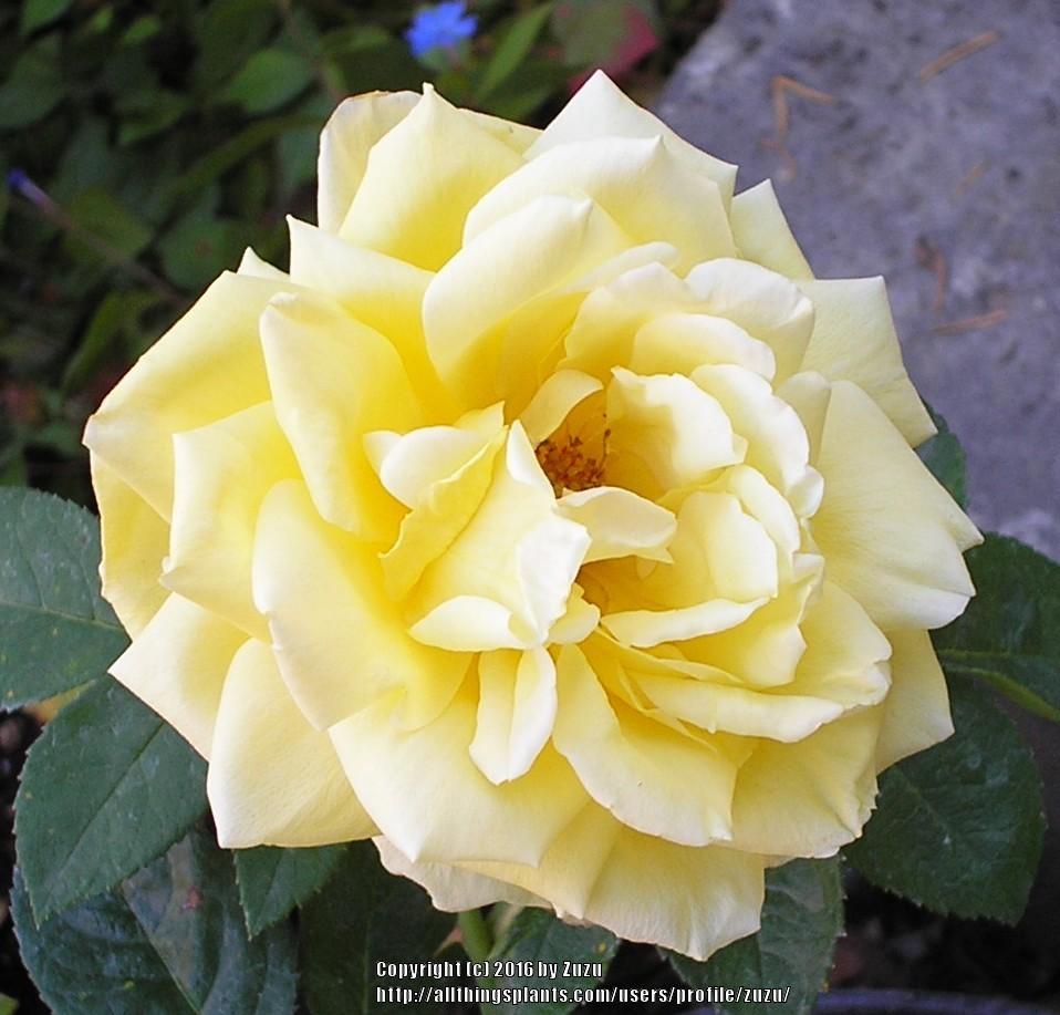 Photo of Rose (Rosa 'La Parisienne 1937') uploaded by zuzu