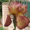 Large blooms -- as big as some larger modern cultivars. Unusual c