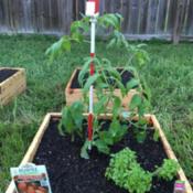 Planted with a Spicy Globe Basil.  I'm going to add a few Marigol