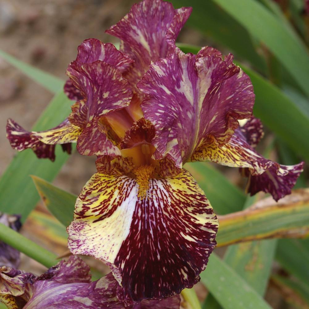 Photo of Tall Bearded Iris (Iris 'Bewilderbeast') uploaded by Misawa77