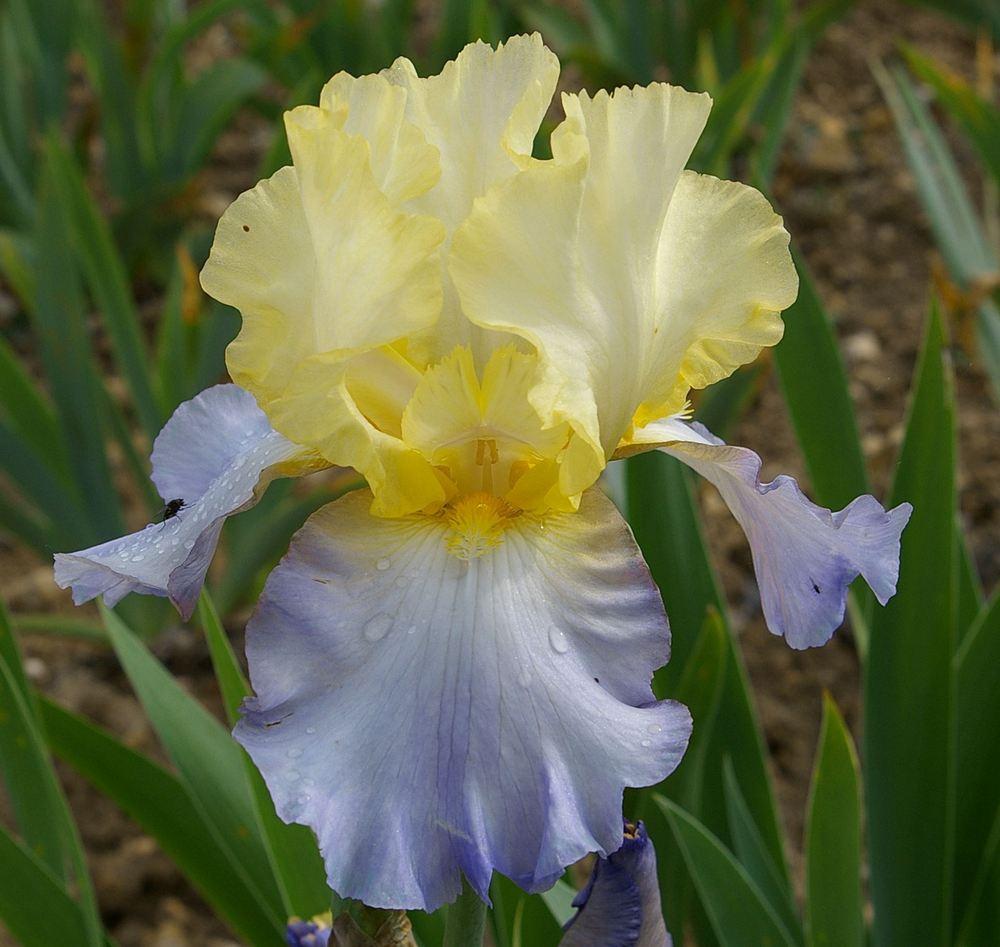 Photo of Tall Bearded Iris (Iris 'Betty Simon') uploaded by Misawa77