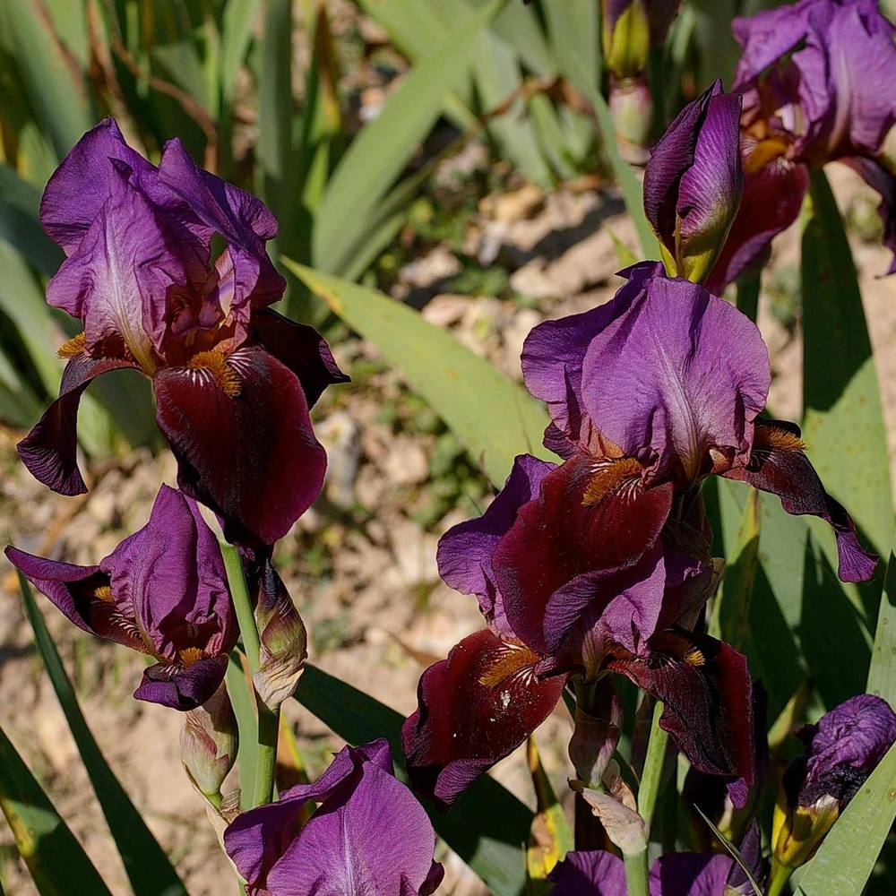 Photo of Tall Bearded Iris (Iris 'Cameroun') uploaded by Misawa77