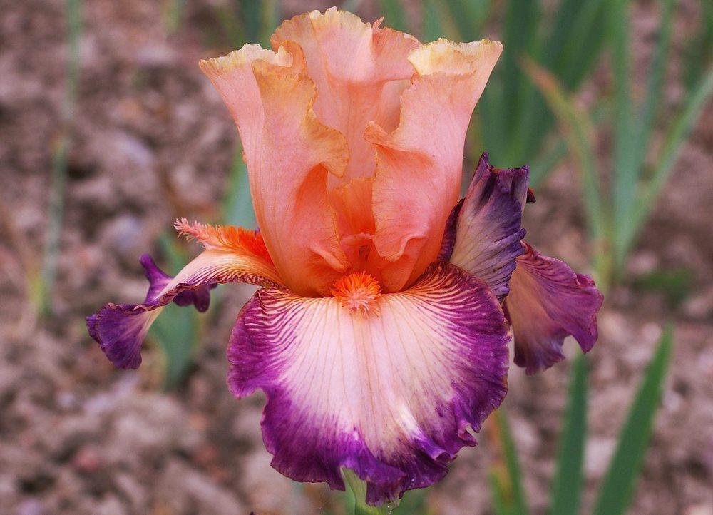 Photo of Tall Bearded Iris (Iris 'Belle de Mai') uploaded by Misawa77