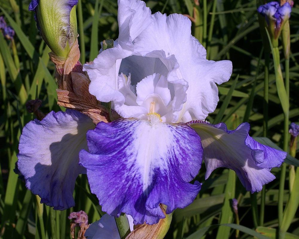 Photo of Tall Bearded Iris (Iris 'Can't Touch This') uploaded by Misawa77