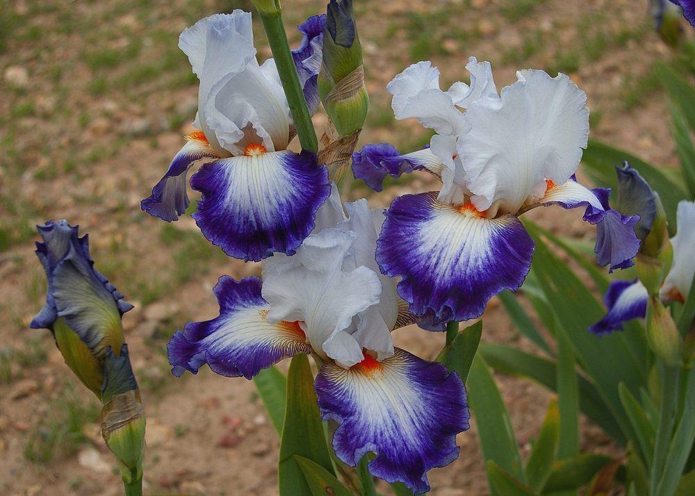 Photo of Tall Bearded Iris (Iris 'Cercle Bleu') uploaded by Misawa77