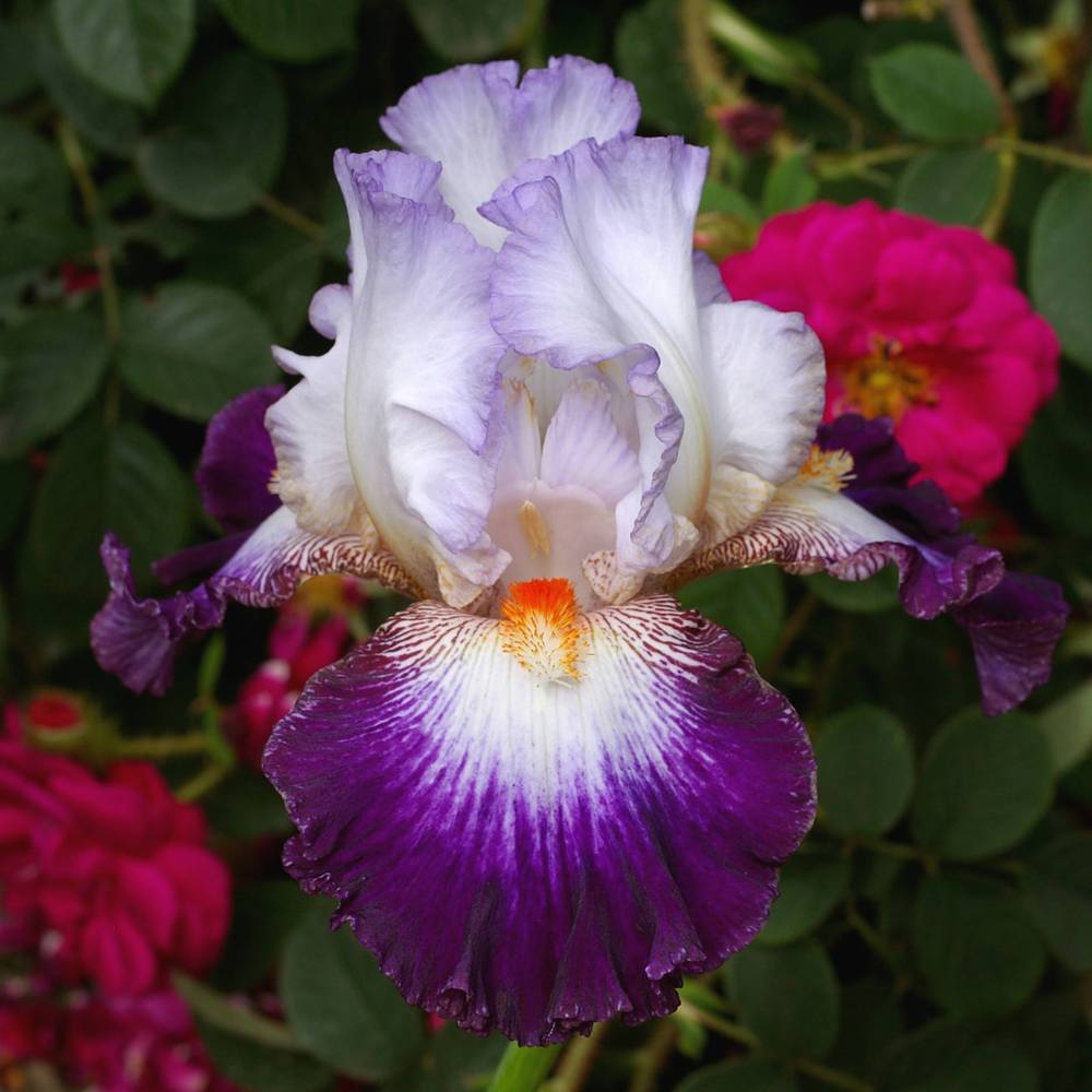 Photo of Tall Bearded Iris (Iris 'Aurelie') uploaded by Misawa77