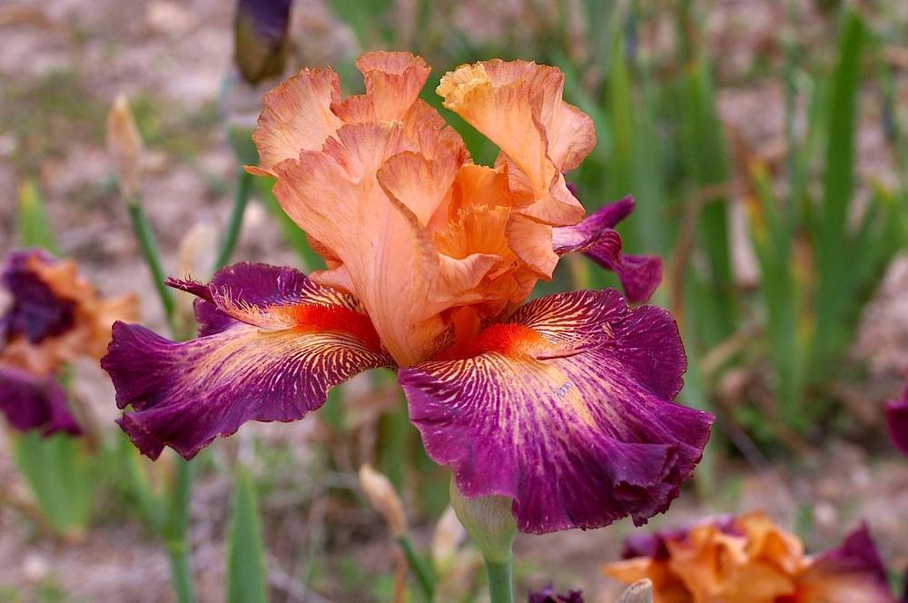 Photo of Tall Bearded Iris (Iris 'Chaud Bouquet') uploaded by Misawa77