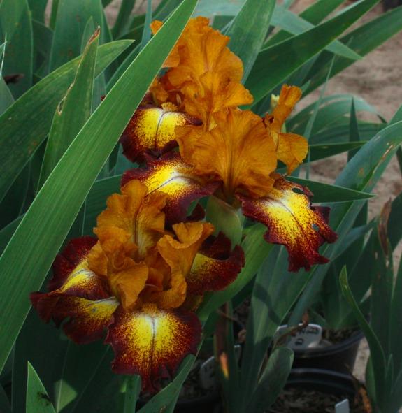 Photo of Intermediate Bearded Iris (Iris 'Hot Spice') uploaded by Moiris