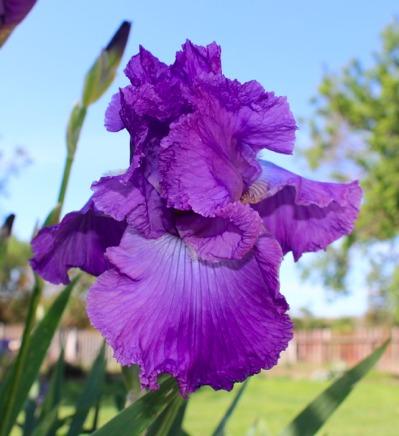 Photo of Tall Bearded Iris (Iris 'Mulberry Memories') uploaded by Moiris