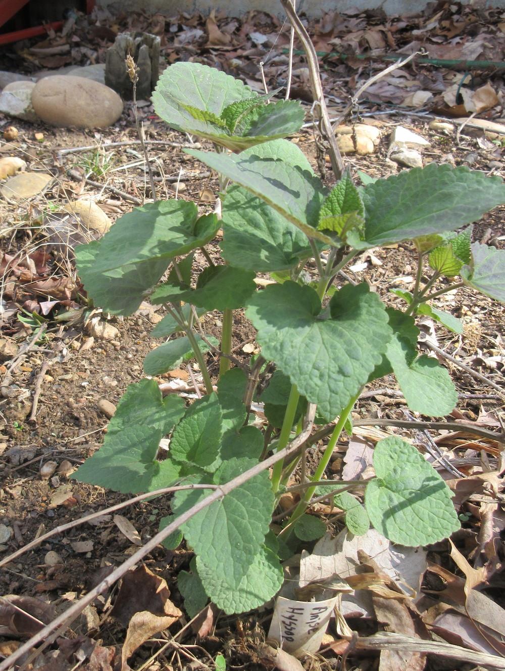 Photo of Anise Hyssop (Agastache foeniculum) uploaded by greenthumb99