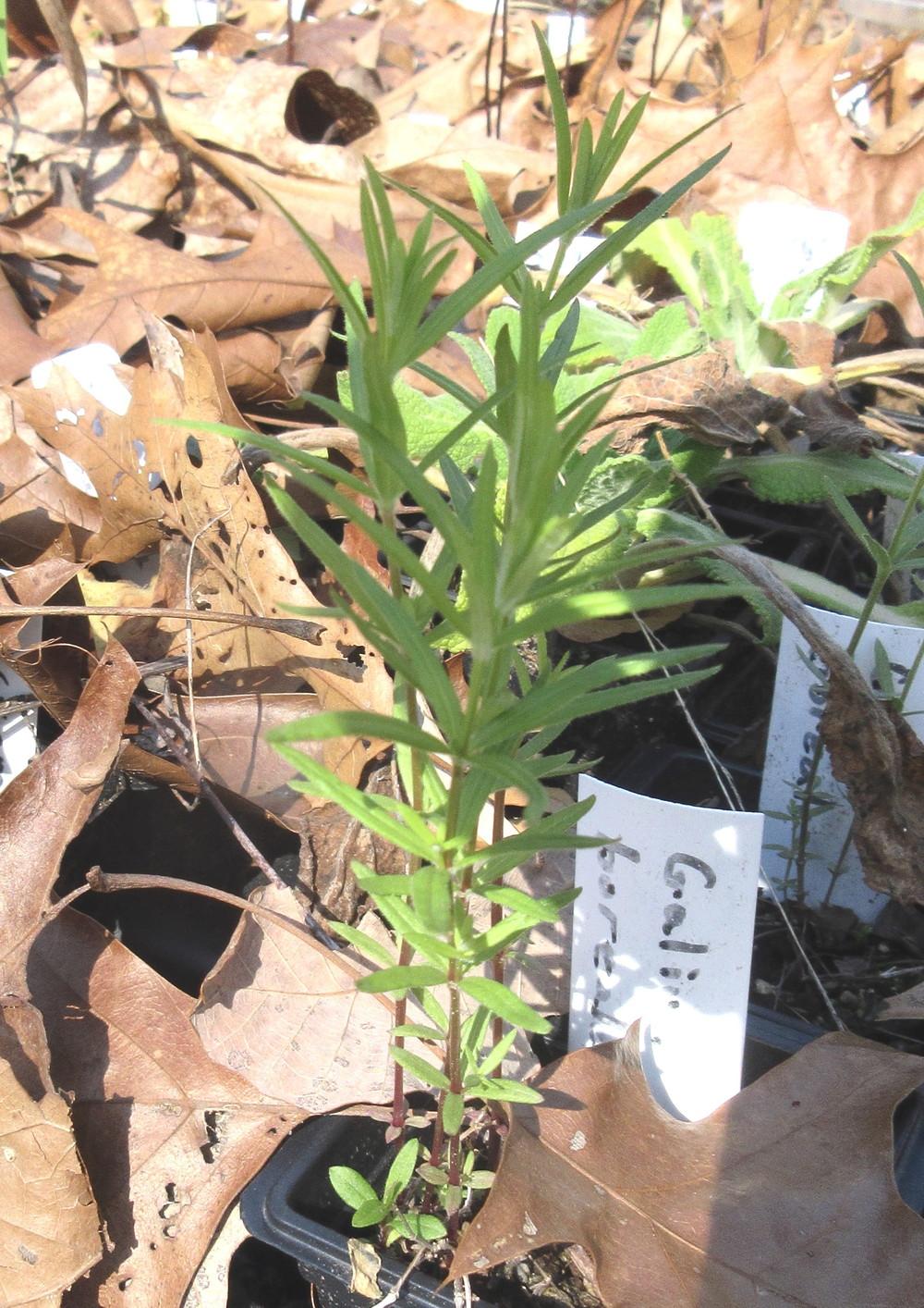 Photo of Northern Bedstraw (Galium boreale) uploaded by greenthumb99