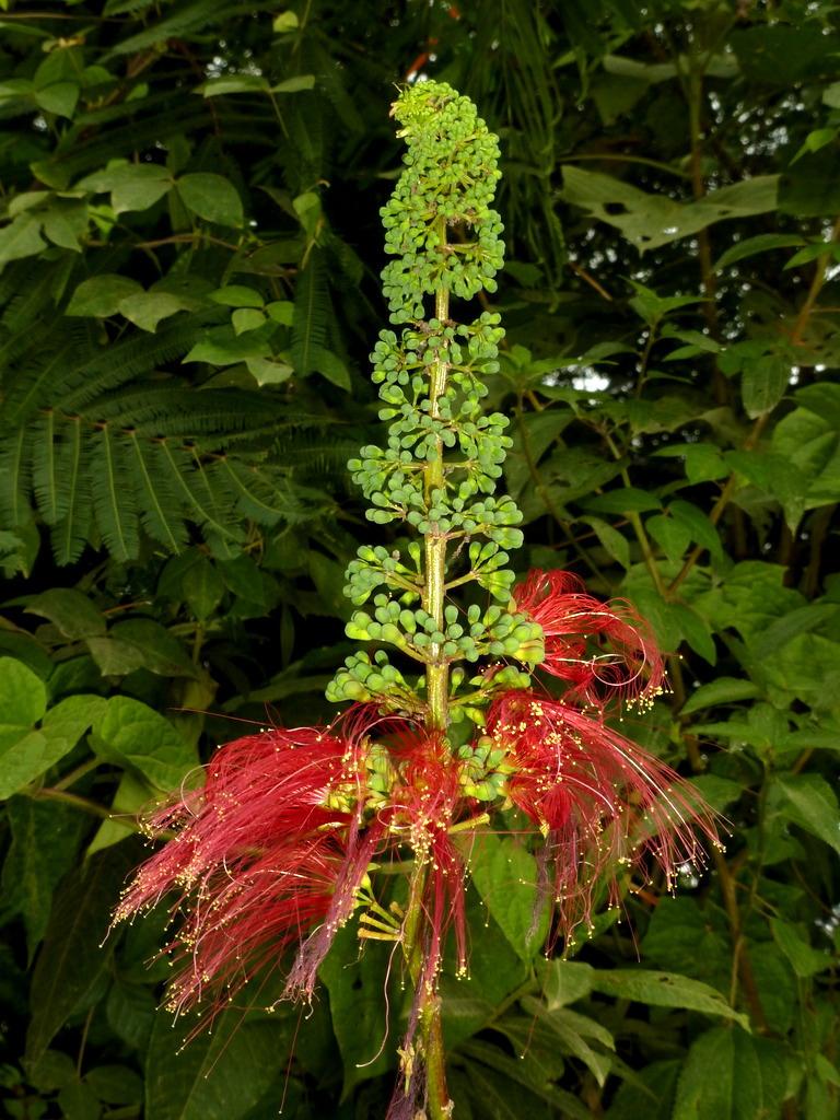 Photo of Puerto Rican Calliandra (Calliandra houstoniana var. calothyrsus) uploaded by robertduval14