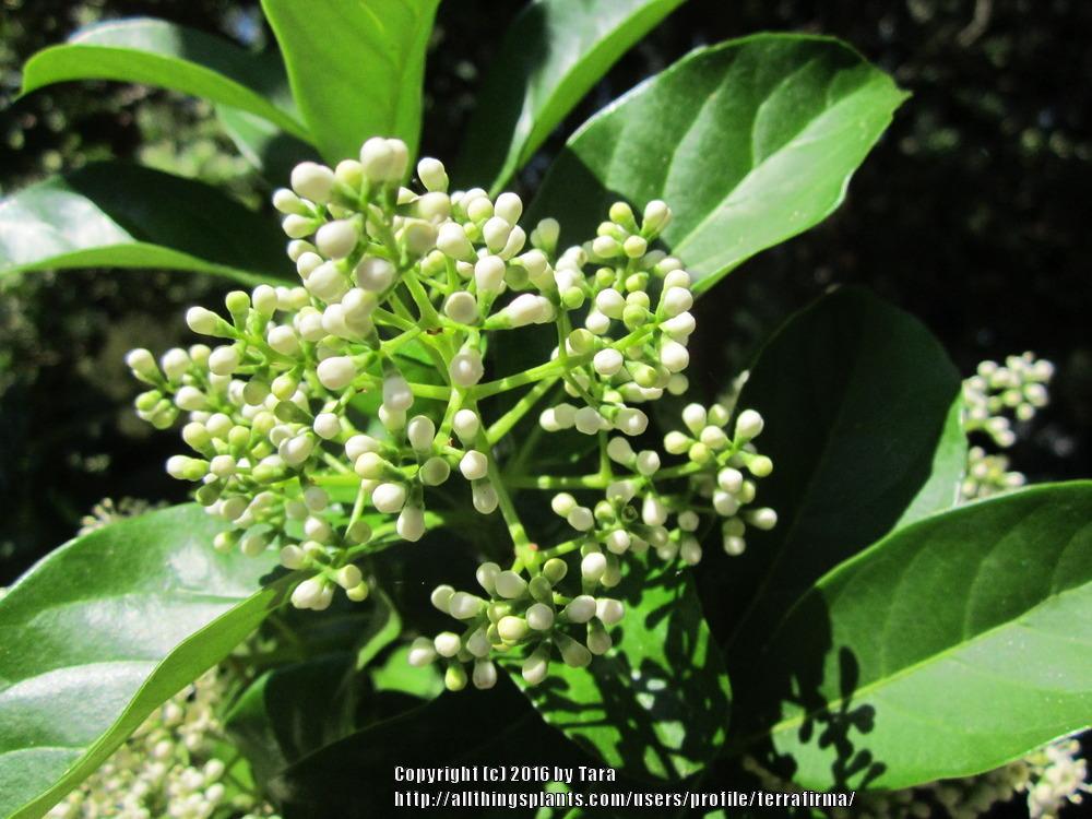 Photo of Sweet Viburnum (Viburnum odoratissimum) uploaded by terrafirma