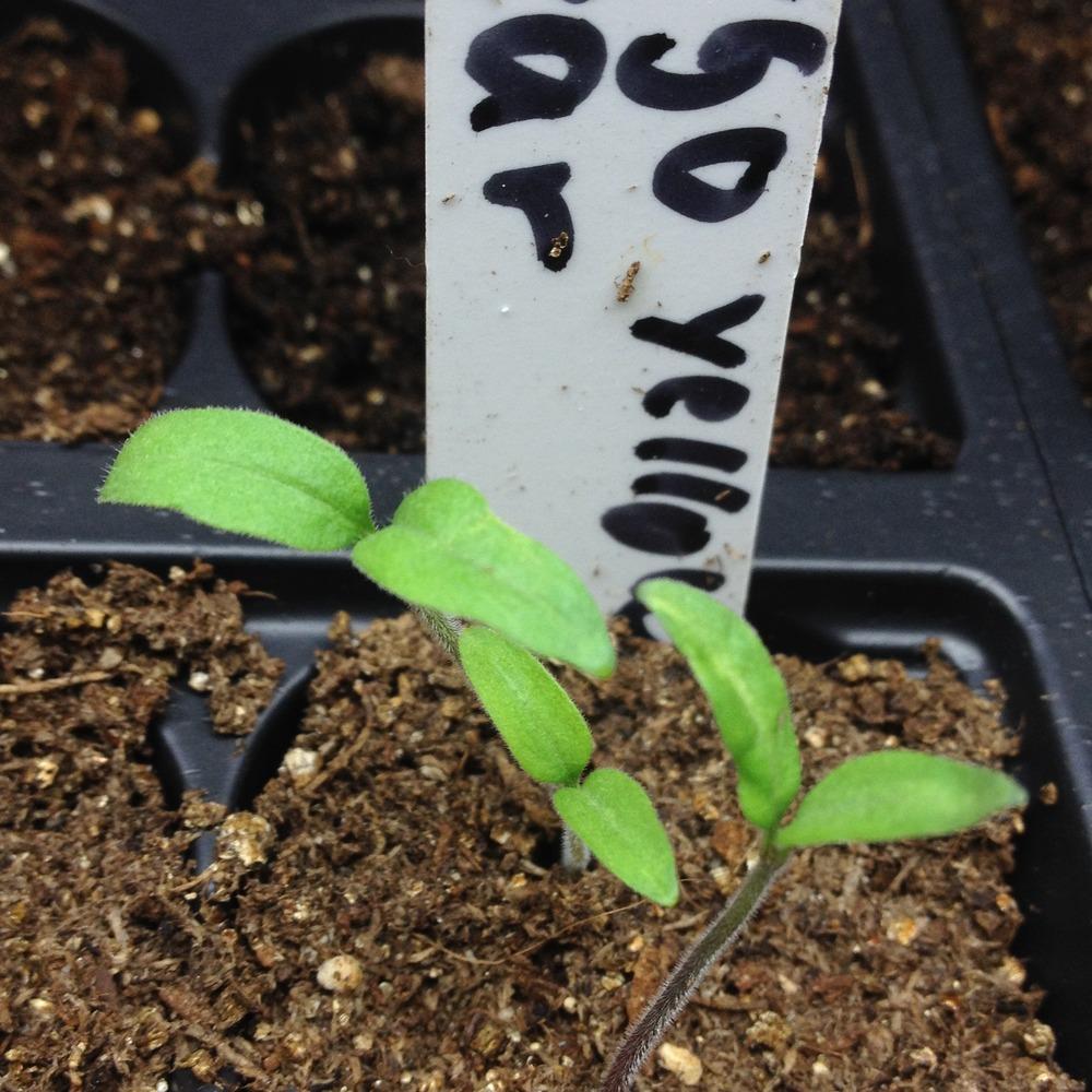 Photo of Tomato (Solanum lycopersicum 'Fargo Yellow Pear') uploaded by Anderwood