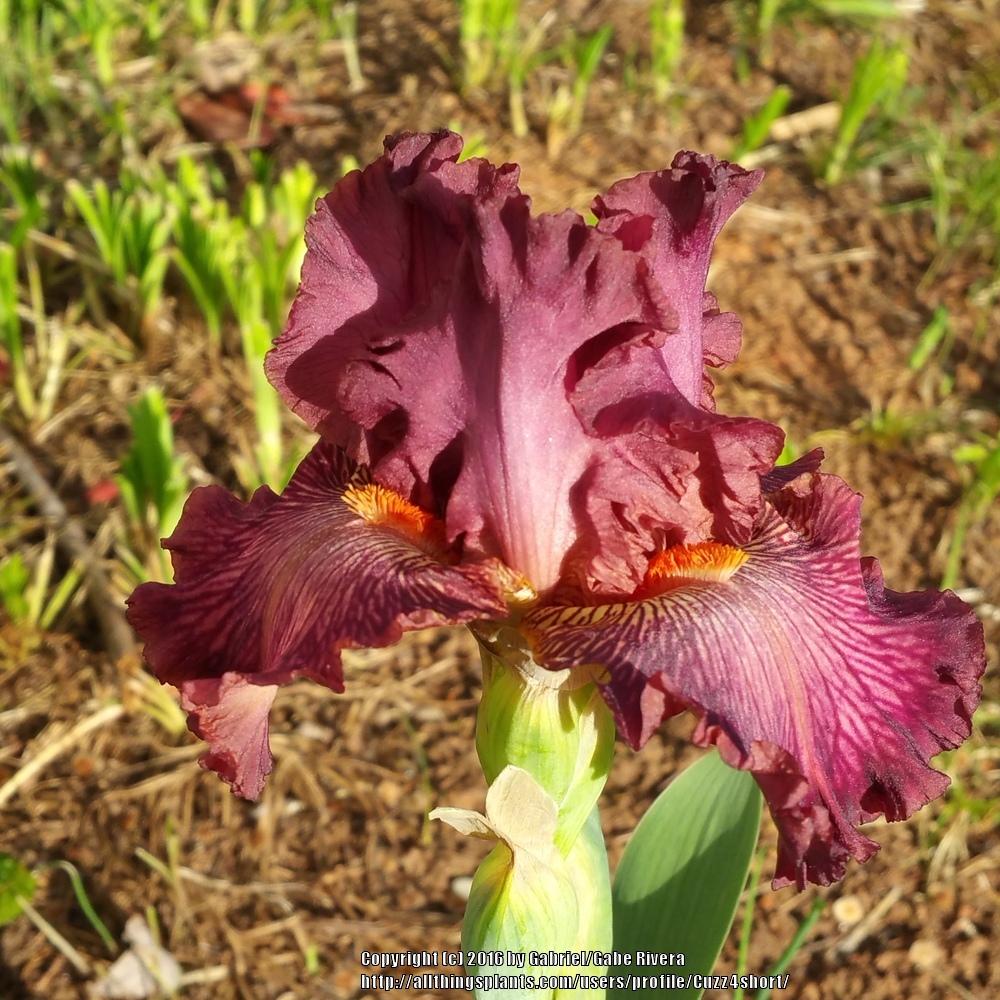 Photo of Tall Bearded Iris (Iris 'Art School') uploaded by Cuzz4short