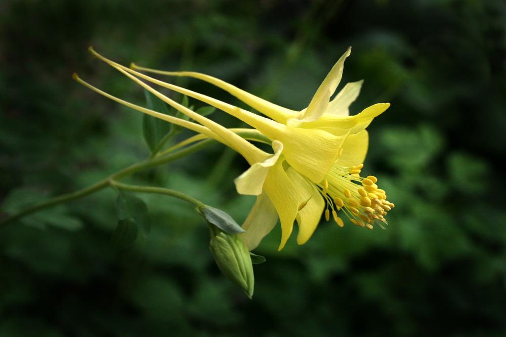 Photo of Columbine (Aquilegia chrysantha var. hinckleyana) uploaded by GrammaChar