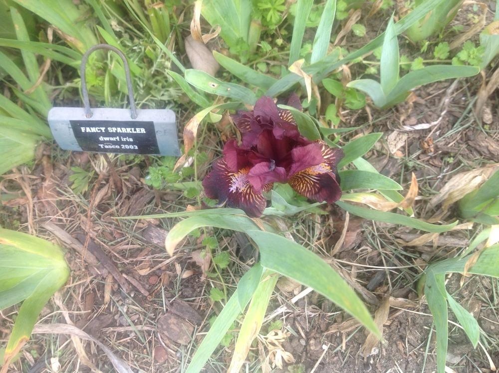 Photo of Standard Dwarf Bearded Iris (Iris 'Fancy Sparkler') uploaded by Lilydaydreamer
