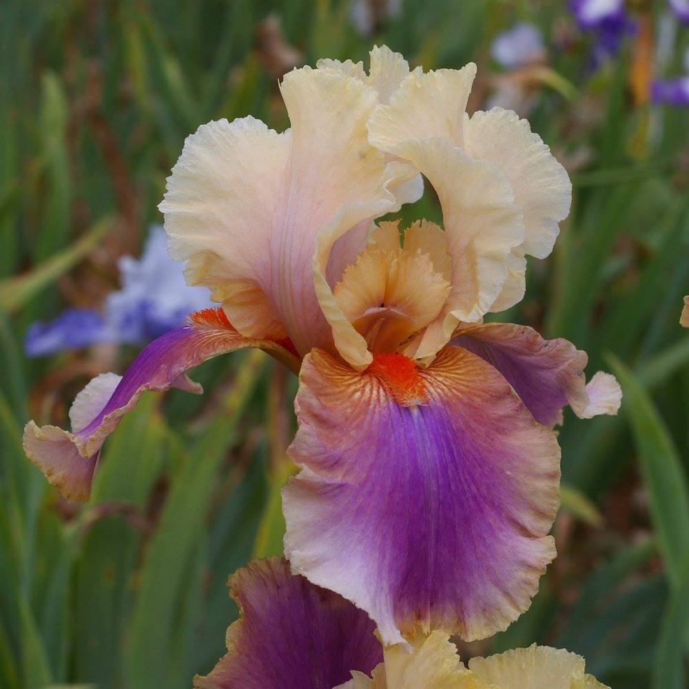 Photo of Tall Bearded Iris (Iris 'Colette Thurillet') uploaded by Misawa77