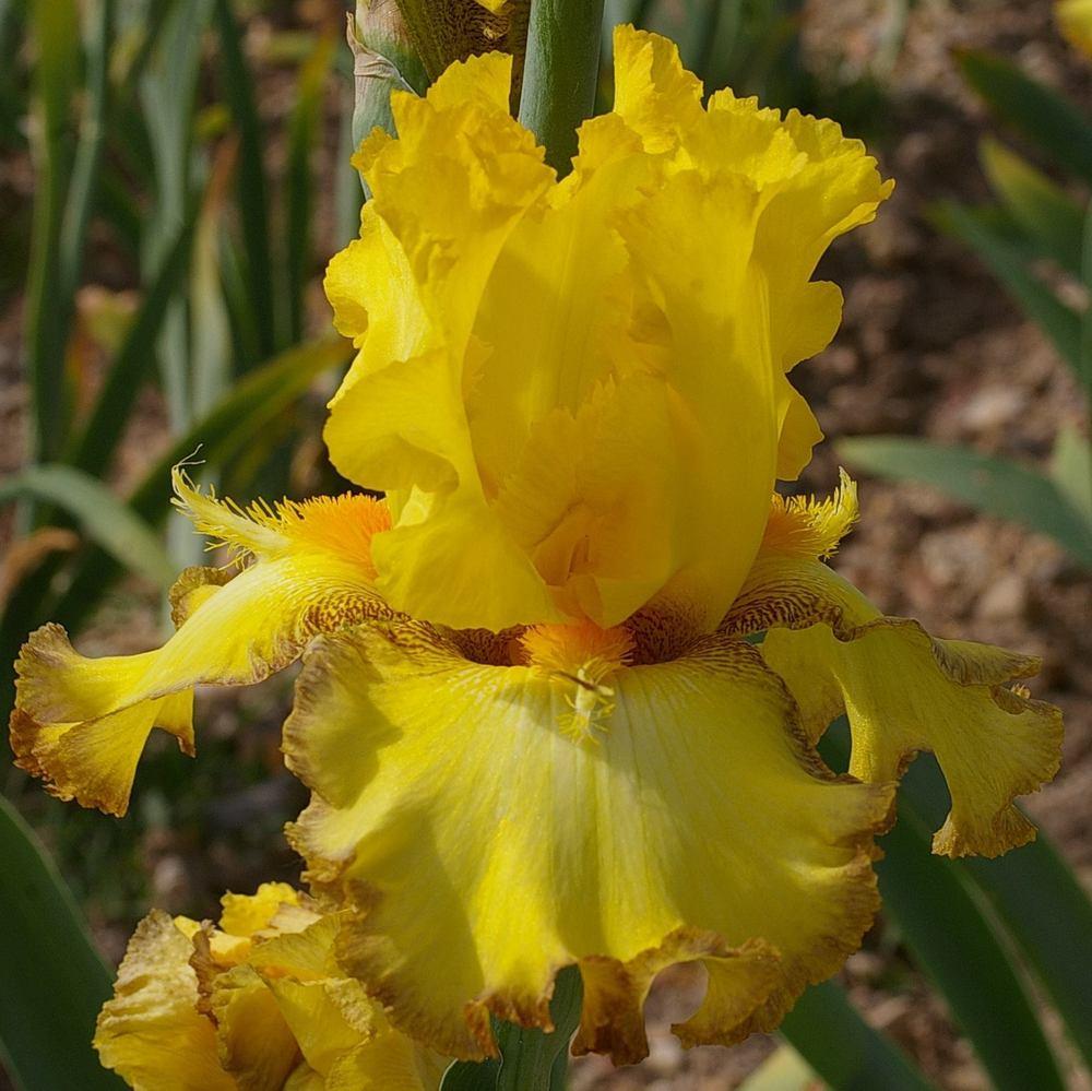 Photo of Tall Bearded Iris (Iris 'Macaron') uploaded by Misawa77