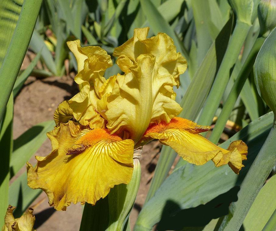 Photo of Tall Bearded Iris (Iris 'Go Berserka') uploaded by Misawa77