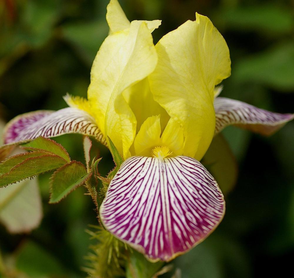 Photo of Miniature Tall Bearded Iris (Iris 'Gracchus') uploaded by Misawa77