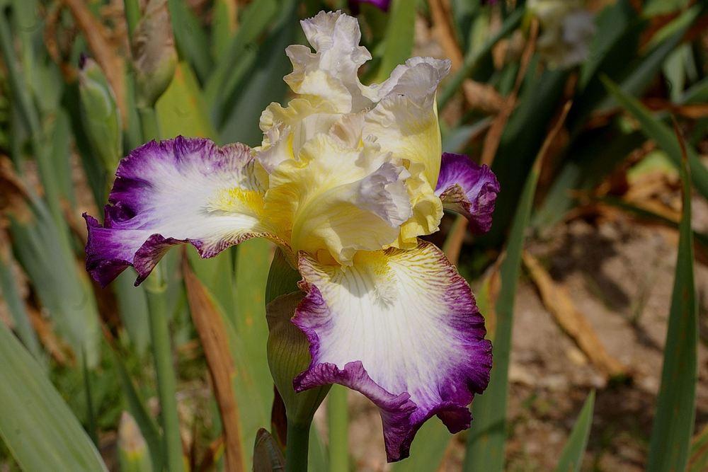 Photo of Tall Bearded Iris (Iris 'Liseré Pourpre') uploaded by Misawa77