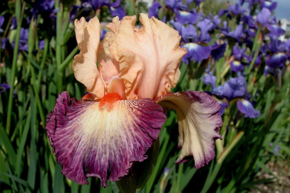 Photo of Tall Bearded Iris (Iris 'Chevalier de Malte') uploaded by Misawa77