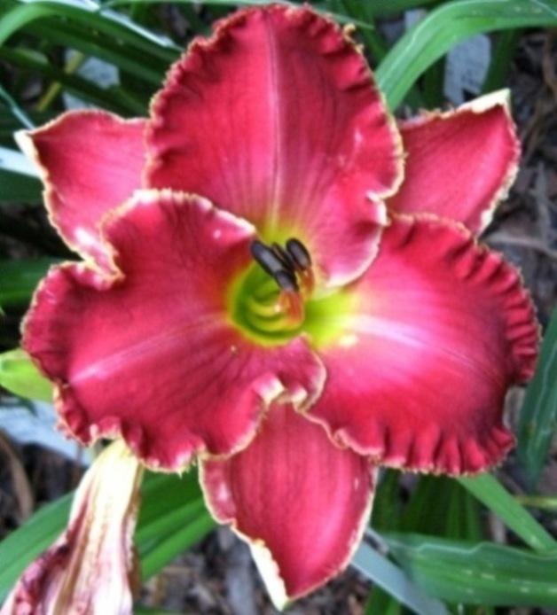Photo of Daylily (Hemerocallis 'Painting the Roses Red') uploaded by Sscape